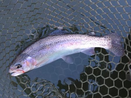 大安トラウトレイク釣果